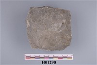 藏品(錦海扇)的圖片